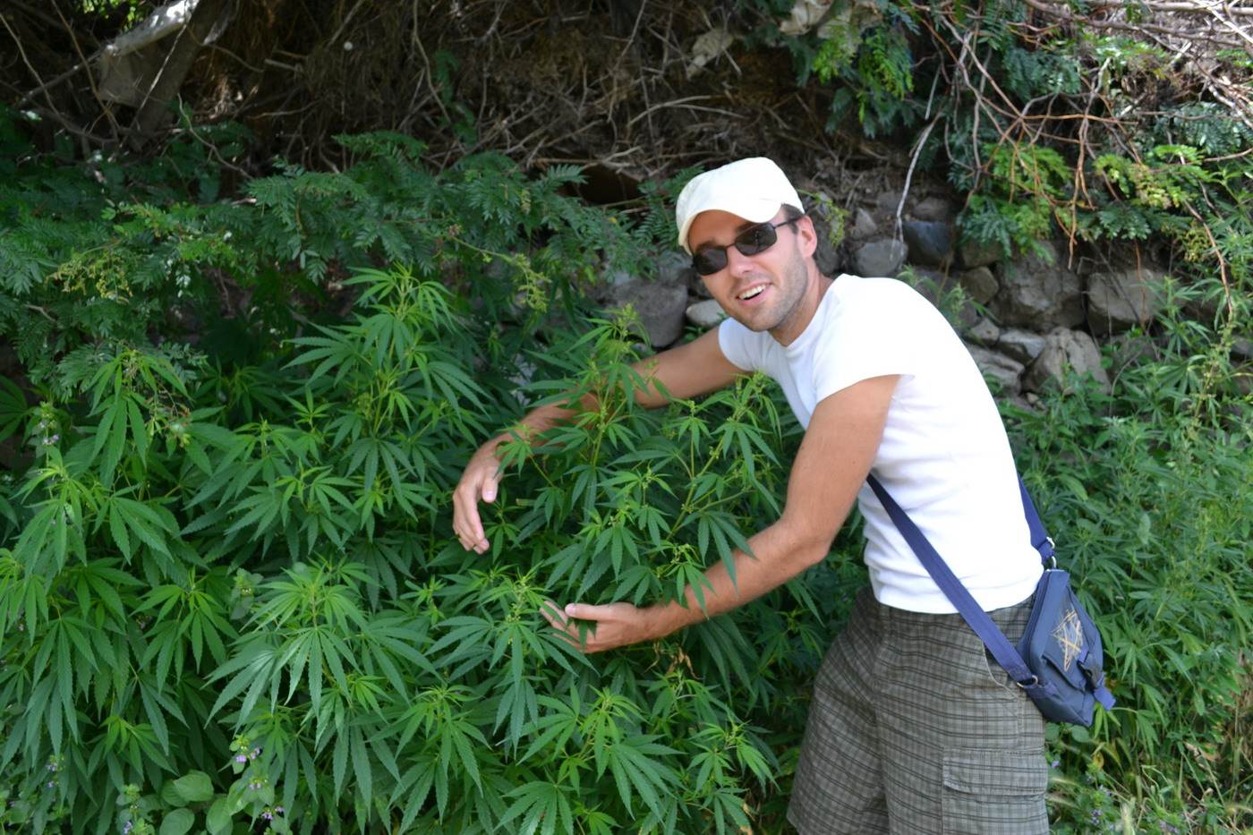 Приобретая семена марихуаны, гроверы могут быть уверены в высоком качестве товара